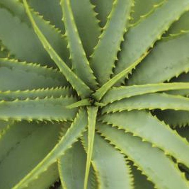 Aloe vera plant. (con imágenes)