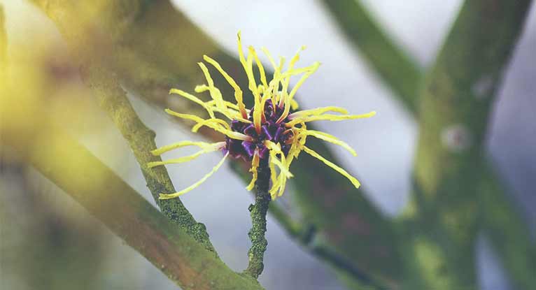 Can Witch Hazel Treat Psoriasis?